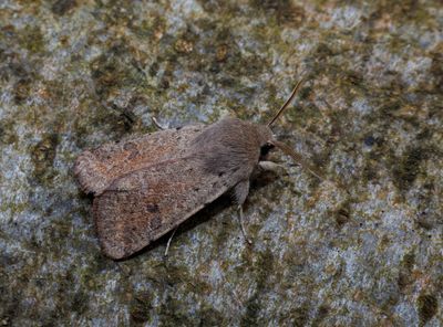 Small Quaker (Orthosia cruda)