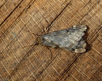 March Moth (Alsophila aescularia)
