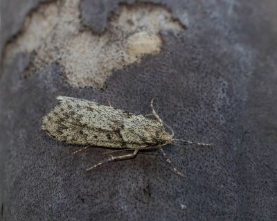 Diurnea fagella