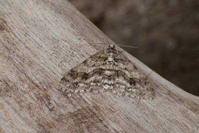 Engrailed (Ectropis crepuscularia)