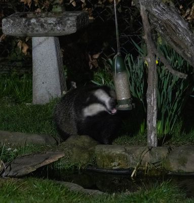 Badger