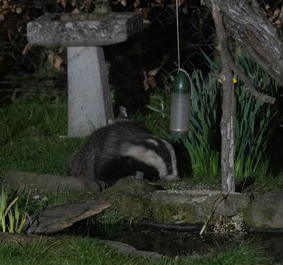 Badger