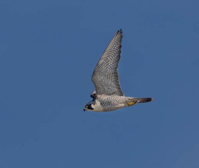 Peregrine (female)