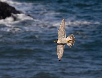 Peregrine