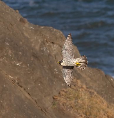 Peregrine