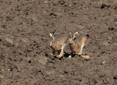 Hares