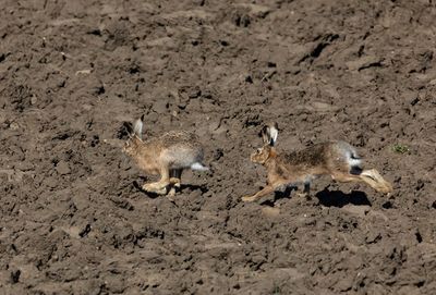 Hares