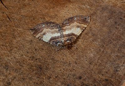 Shoulder Stripe (Earophila badiata)