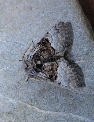 Nut-tree Tussock (Colocasia coryli)