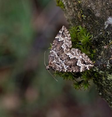 Water Carpet (Lampropteryx suffumata)