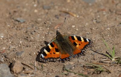 Small Tortoishell