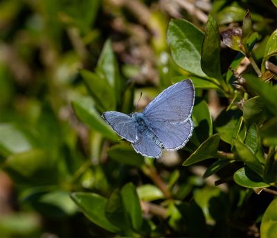 Holly Blue (male)