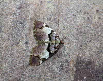 Streamer (Anticlea derivata)