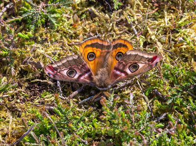Emperor Moth (Saturnia pavonia)