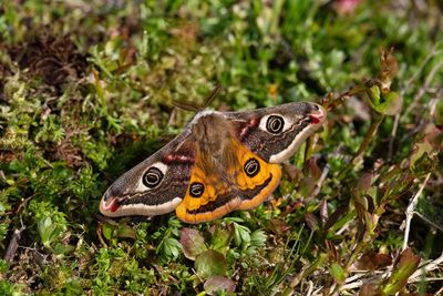 2025 MOTHS AND INSECTS (DATE SEQ)