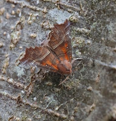 Herald (Scoliopteryx libatrix)