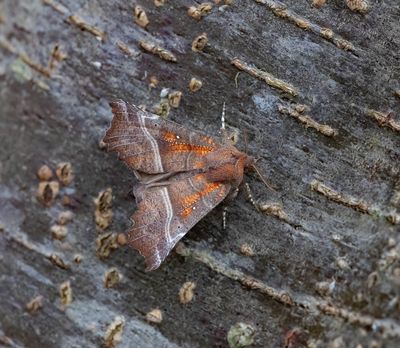 Herald (Scoliopteryx libatrix)