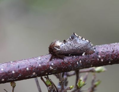 Scarce Prominent (Odontosia carmelita)