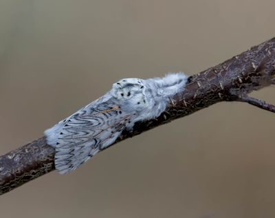 Puss Moth (Cerura vinula)