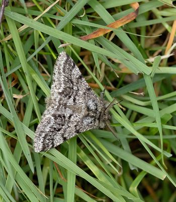Brindled Beauty (Lycia hirtaria)