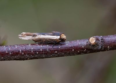 Red Sword-grass (Xylena vetusta)