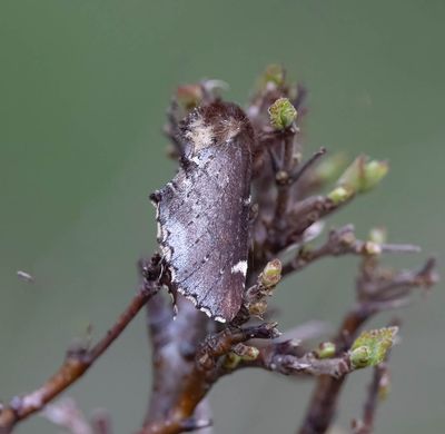 Scarce Prominent (Odontosia carmelita)