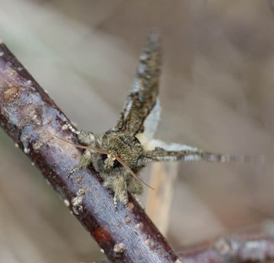 Great Prominent (Peridea anceps)