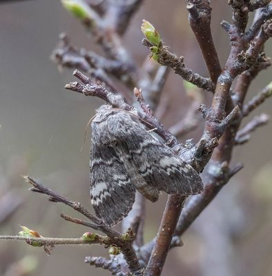 Lunar Marbled Brown (Drymonia ruficornis)