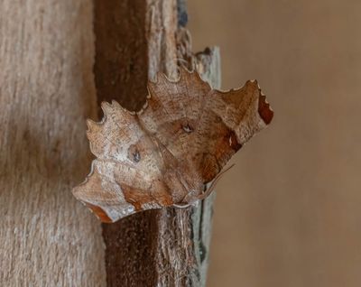 Lunar Thorn (Selenia lunularia)