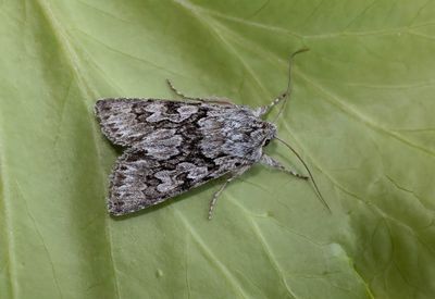 Early Grey (Xylocampa areola)