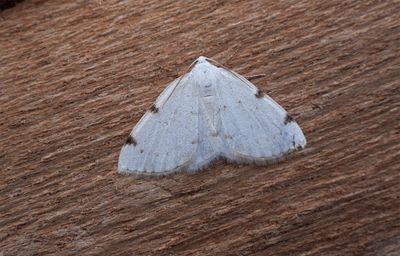 White-pinion Spotted (Lomographa bimaculata)
