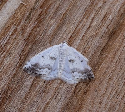 Clouded Silver (Lomographa temerata)