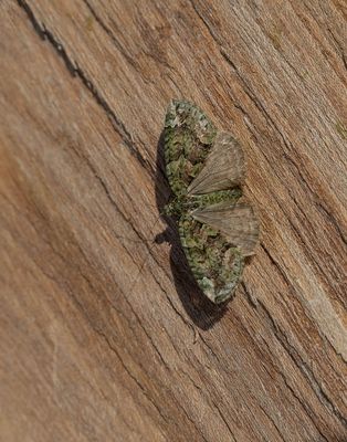 Red-green Carpet (Chloroclysta siterata)