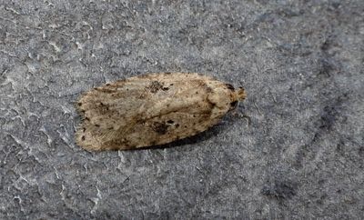 Agonopterix arenella