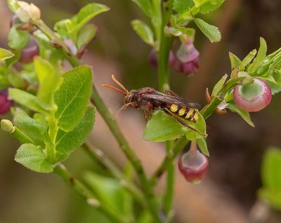BEES
