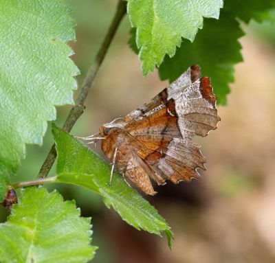 Lunar Thorn (Selenia lunularia)