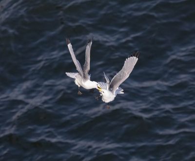 Kittiwakes