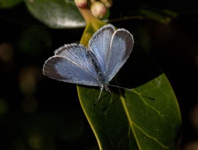 Holly Blue (female)