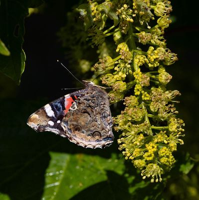 Red Admiral