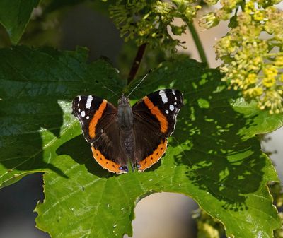 2025 BUTTERFLIES