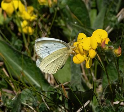 Small White