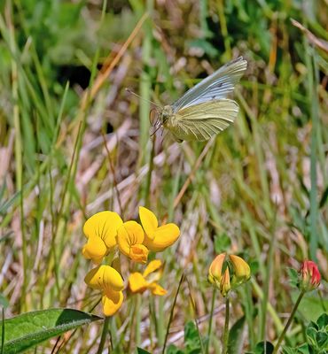 Small White