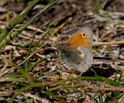 2025 BUTTERFLIES