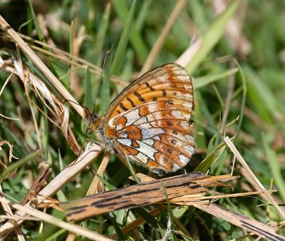 SCOTTISH BUTTERFLIES