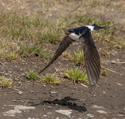 2025 BIRDS/MAMMALS