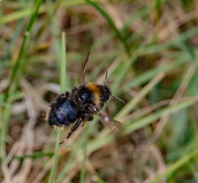 BEES