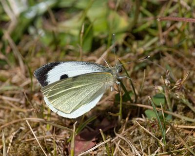 2025 BUTTERFLIES