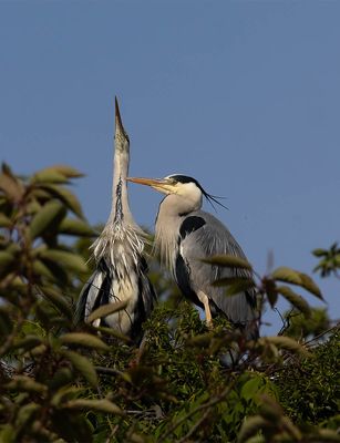 Grey Heron