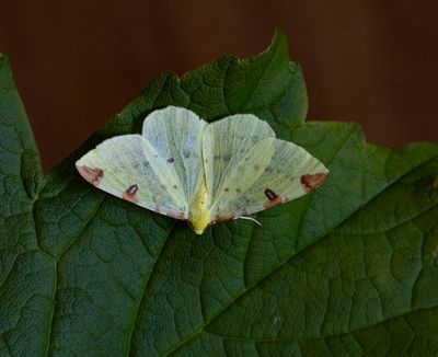 Brimstone Moth