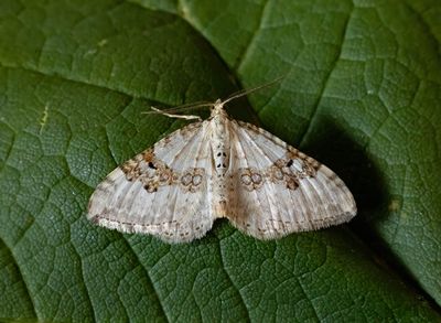 Silver-ground Carpet